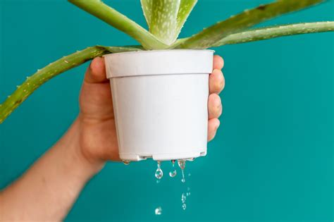 aloe vera watering requirements